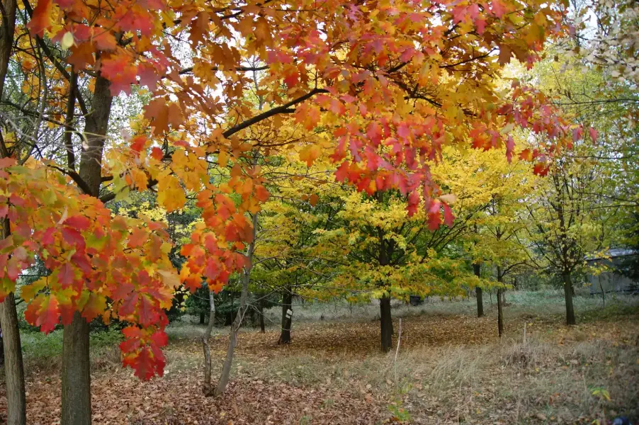 Nyíri Arborétum, Nyírpazony