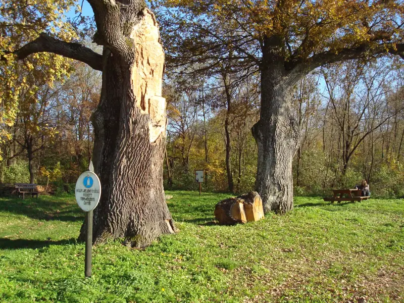 Oszkói pincesor, Oszkó