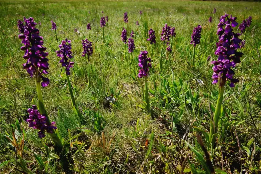 Orchidea tanösvény, Páhi