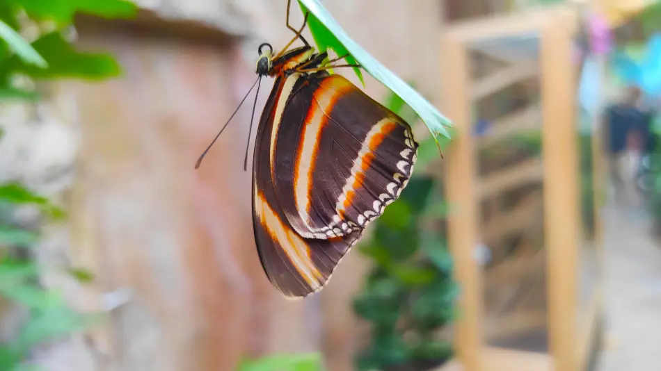 Papilonia Lepkevilág, Budapest