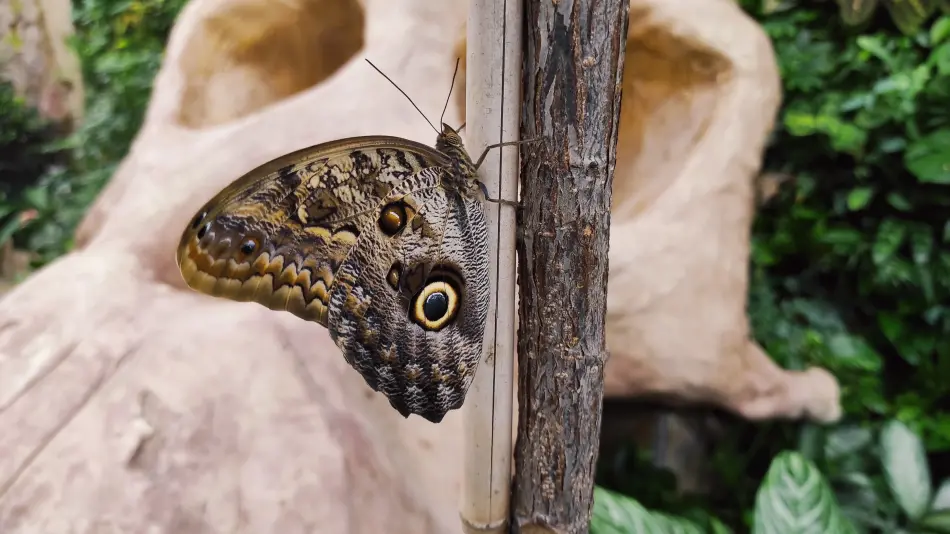 Papilonia Lepkevilág, Budapest