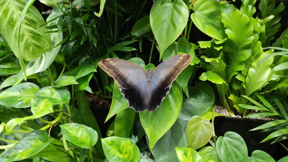 Papilonia Lepkevilág, Budapest