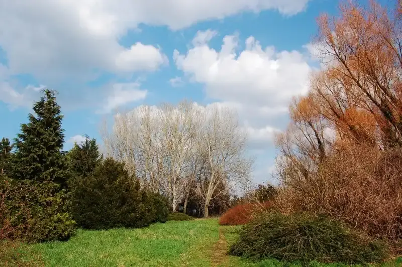 Arborétum, Petőháza