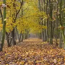 Farkasszigeti Arborétum, Püspökladány