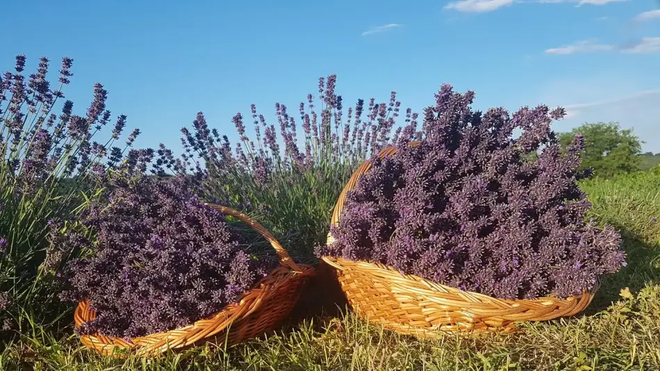 Ivett Lavender Garden, Püspökszilágy