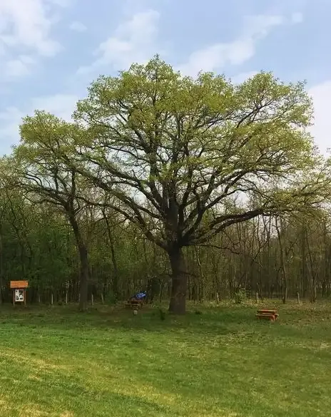 Pusztaszeri Arborétum, Pusztaszer