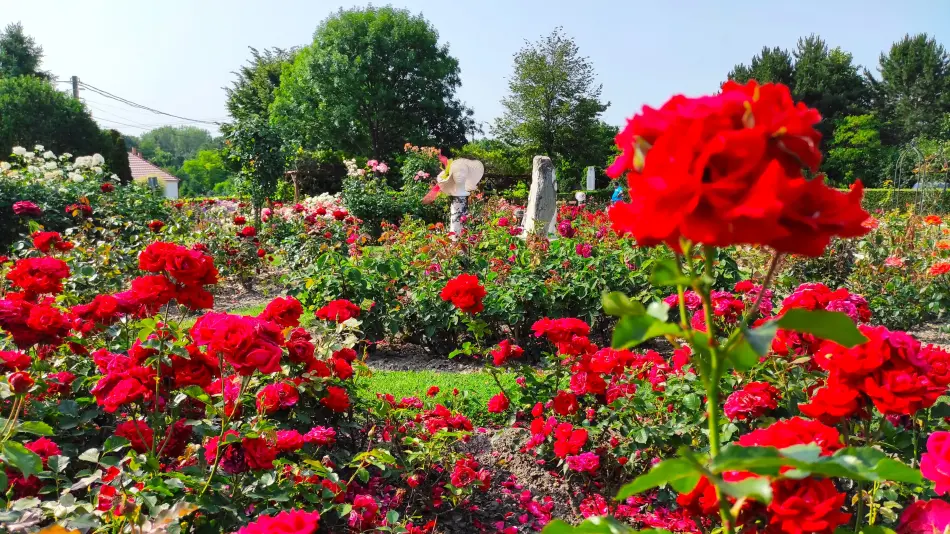 Rozárium, Máriakálnok