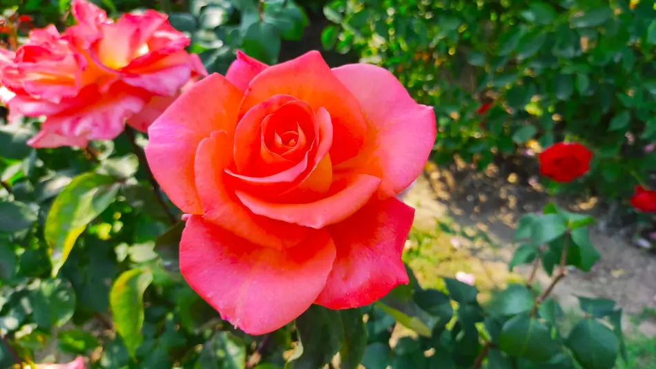 Rozárium, Máriakálnok