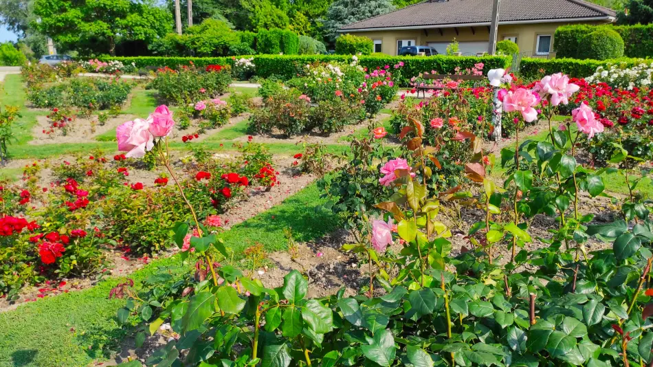 Rozárium, Máriakálnok