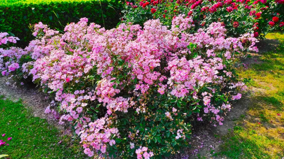 Rozárium, Máriakálnok