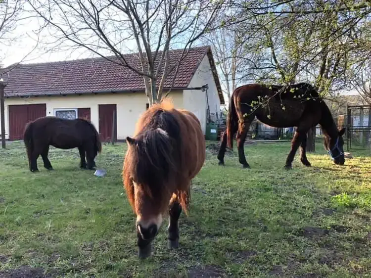 Tisza-tavi mini ZOO, Sarud