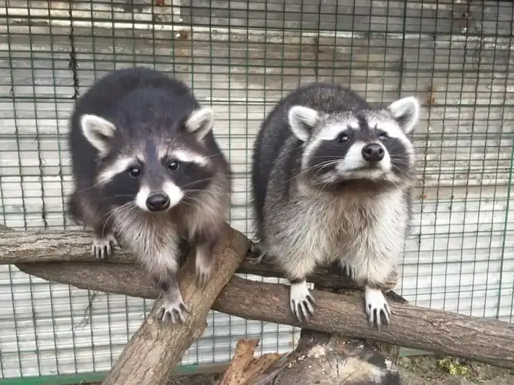 Tisza-tavi mini ZOO, Sarud