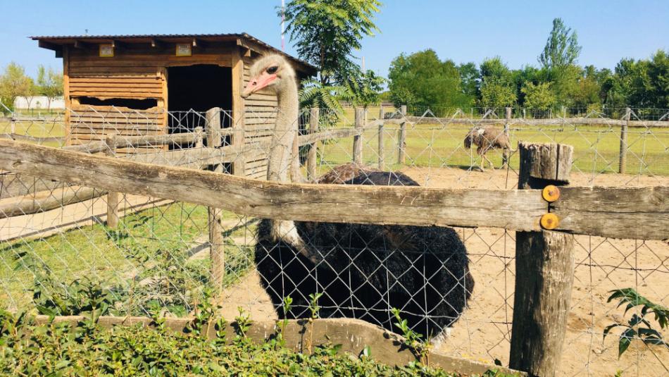 Bella Állatpark, Siófok