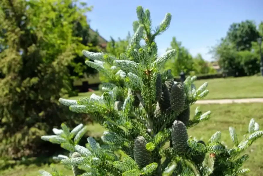 Arborétum, Szabadegyháza