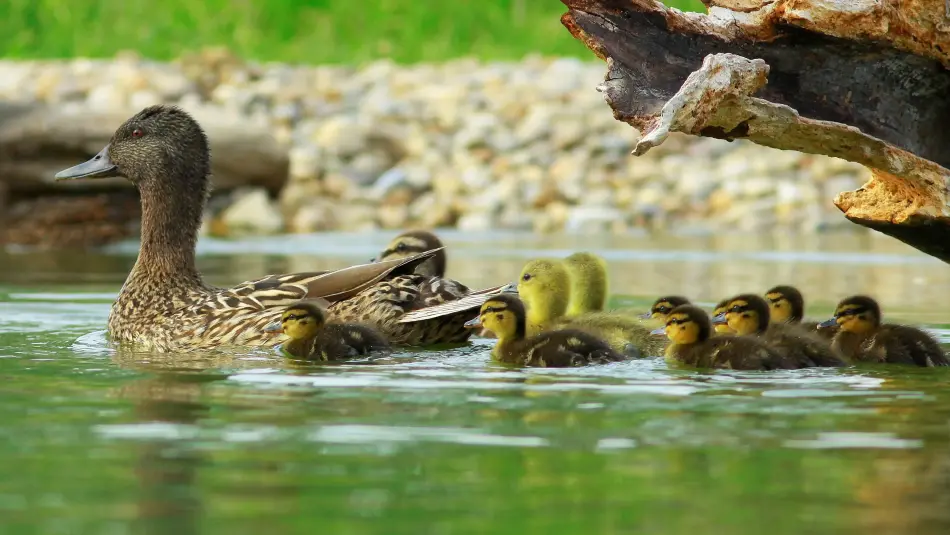 Körösvölgyi Látogatóközpont és Állatpark, Szarvas