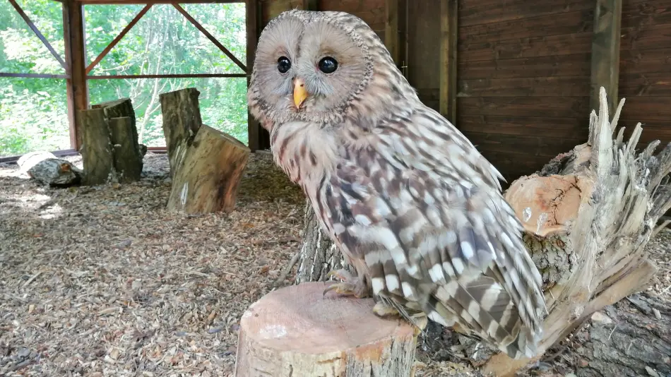 Körösvölgyi Látogatóközpont és Állatpark, Szarvas