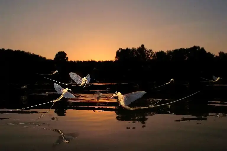 Tisza, Szeged