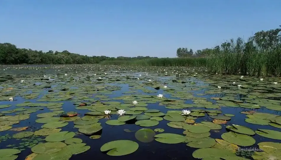 Tisza-tavi vizi kirándulás, Tiszafüred