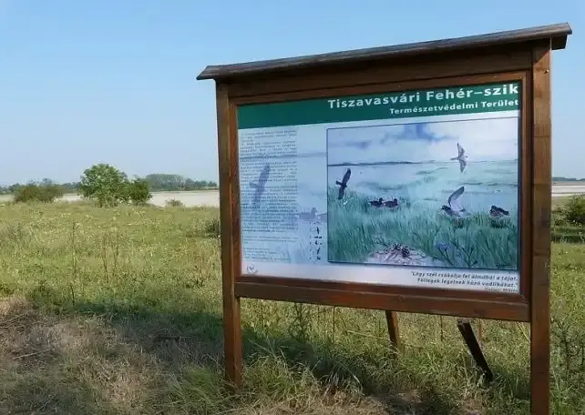 Fehér-szik ősszikes, Tiszavasvári