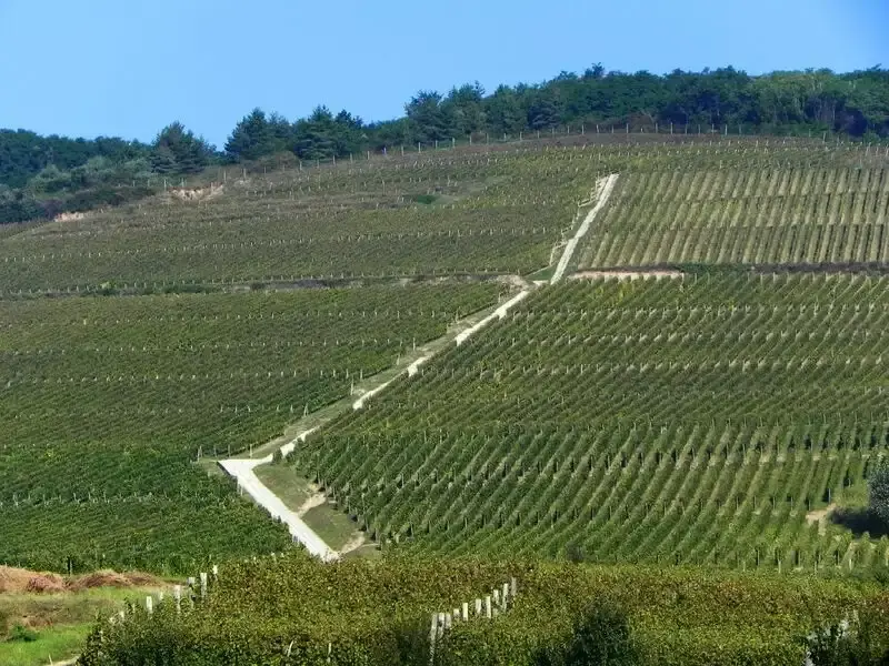 Szőlő tanösvény, Tokaj