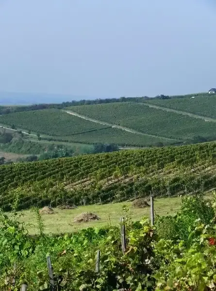 Szőlő tanösvény, Tokaj