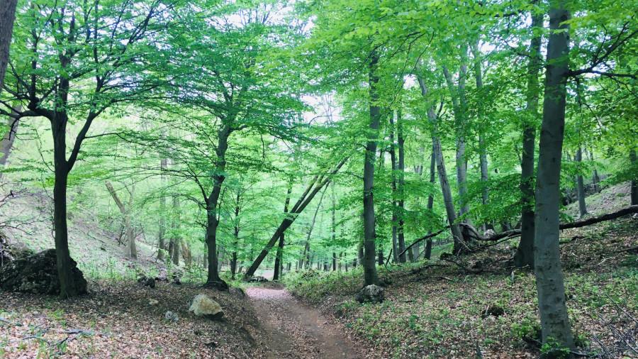 Vértesi Panoráma tanösvény, Csákberény