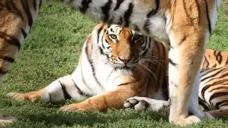 Kittenberger Kálmán Növény- és Vadaspark, Veszprém