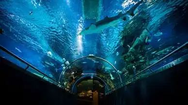 Tropicarium - A cápás állatkert, Budapest