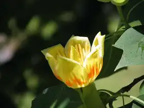 100 éves tulipánfa, Ivánc