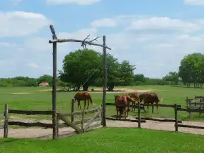 Walter-Ranch lovastanya, Kaskantyú