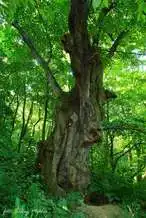 400 éves hársfa, Felsőmocsolád