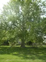 Indiai eredetű platánfa, Mezőhegyes