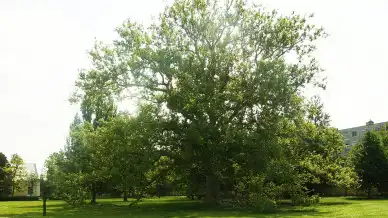 Indiai eredetű platánfa, Mezőhegyes