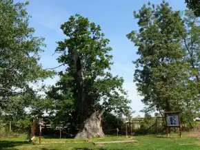 Petőfi-fa, Nagyar