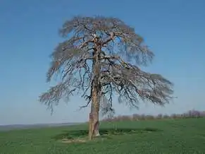 Patkó Bandi fája, Nyim
