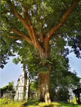 300 éves hársfa, Pacsa