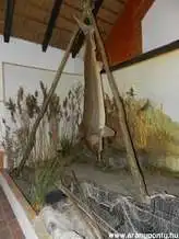 Aranyponty Halászati Múzeum, Sáregres