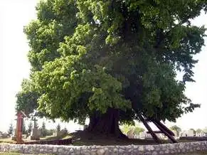 700 éves hársfa, Szőkedencs