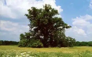 Mátyás király fája, Tiszaigar