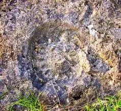 Ammonitesz tanösvény, Villány