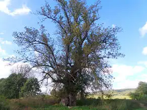 Égigérő fa, Vindornyaszőlős