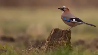 Balatonfured Szaka Hegy 4