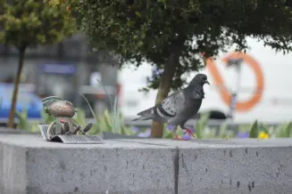 Budapest Kolodko Skalakope 2