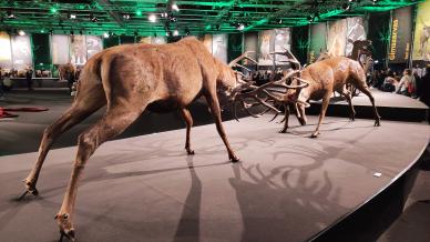 A vadászati világkiállítás utolsó hete kezdődik