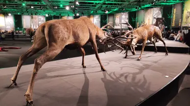 Budapest Vadaszati Kiallitas 1