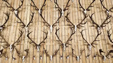 Budapest Vadaszati Kiallitas 15