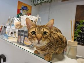 Cat Museum 1