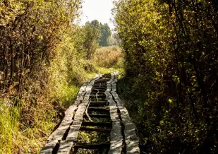 Csaszartoltes Voros Mocsar Tanosveny 1