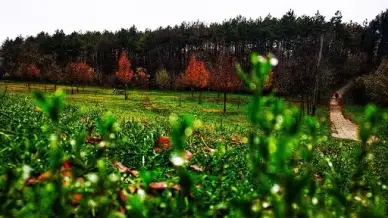 Dunaujvaros Baracsi Uti Arboretum 2