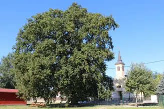 Tündér-tölgy, Győrszemere